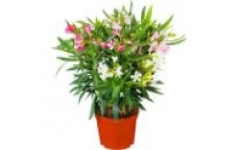 Oleander 6.99 €