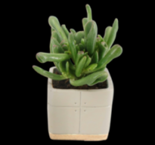 Sukkulenten 2.49&nbsp;&euro;