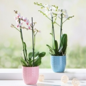 Schmetterlingsorchidee Multiflora 9.99 €