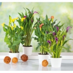 Calla Zantedeschia 4.99 €