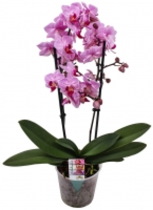 Schmetterlingsorchidee Multiflora 7.99 €