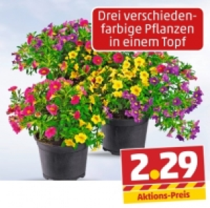 Petunie 2.29&nbsp;&euro;