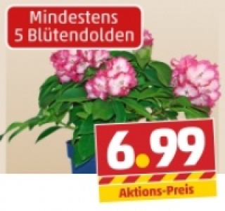 Rhododendron-Hybriden und Yakushimanum