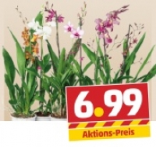 Blühende Phalaenopsis oder Orchideen-Mix 6.99 €