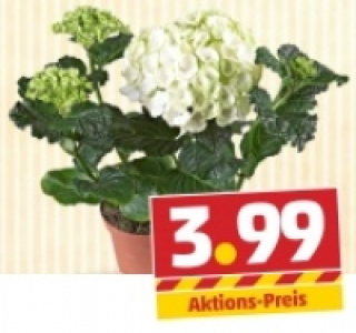 Hortensie zum Muttertag