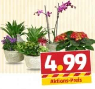 Pflanzenmix zum Muttertag