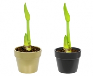 GARDENLINE® Amaryllis im Übertopf 2.99 €