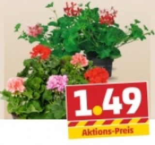 Bl&uuml;hende Geranien