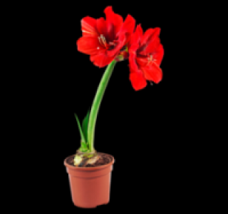Ritterstern 1.99 €