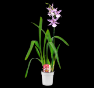 Verschiedene wunderschöne Orchideen 6.99 €