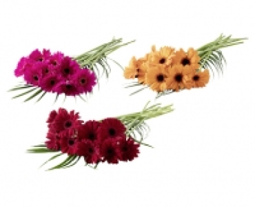 Schnittblumen 1.69 €