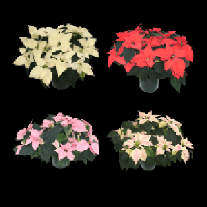 Aldi Nord Garden Feelings Weihnachtssternbusch