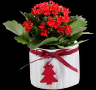 Verschiedene Pflanzen 2.79&nbsp;&euro;