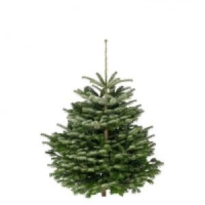 Piardino Nordmanntanne 17.95 €