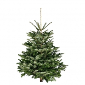 Piardino Nordmanntanne 27.95 €