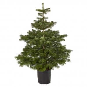 Piardino Nordmanntanne 37.95 €