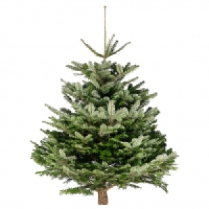 Piardino Nordmanntanne 39.95 €