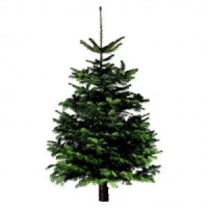 Piardino Bio-Nordmanntanne 39.95 €