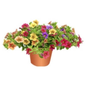 Petunien Million-Bells TRIO 2.49 €