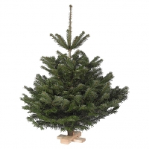 Piardino Nordmanntanne auf Holzkreuz 14.95 €