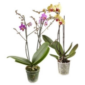 Phalaenopsis, 2 Risper 9.99&nbsp;&euro;