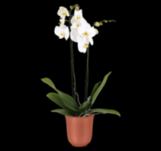 Schmetterlingsorchideen 4.99 €