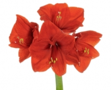 GARDENLINE&reg; Amaryllis 1.49&nbsp;&euro;