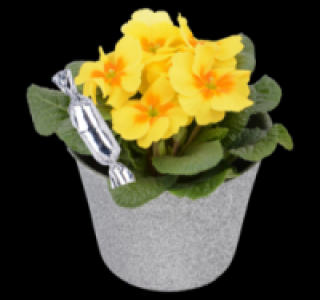 Primel 1.99&nbsp;&euro;