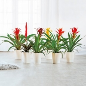 Bromelie 3.99 €