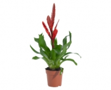GARDENLINE® Exotisches Pflanzensortiment 2.99 €