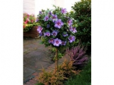 Hibiskus Oiseau Bleu zum Stämmchen gezogen, blau blühend