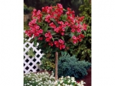 Weigelia Bristol Ruby als Kugel-Stämmchen gezogen, rot blühend