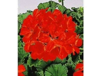 Tiroler Hänge-Geranien Feuerrot,6 Pflanzen Pelargonium peltatum bayeri