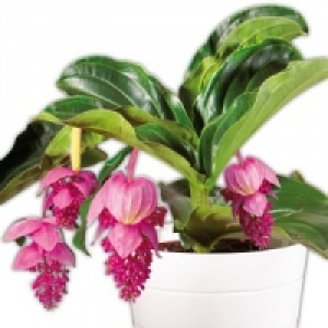 Medinilla magnifica 9.99 €