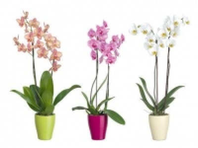 Schmetterlingsorchidee (Phalaenopsis) 6.99&nbsp;&euro;