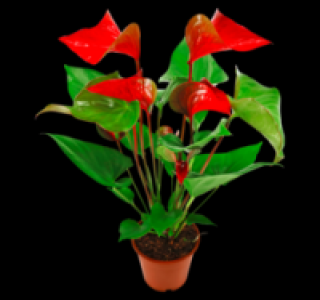Flamingoblume 4.99 €