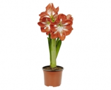 GARDENLINE&reg; Amaryllis 2.39&nbsp;&euro;