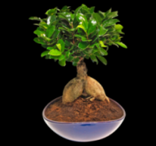 Bonsai 9.99 €