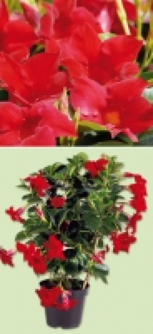 Dipladenia 6.99 €