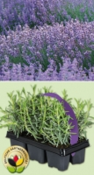 Lavendel 3.99 €