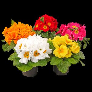 Primel 1.00&nbsp;&euro;