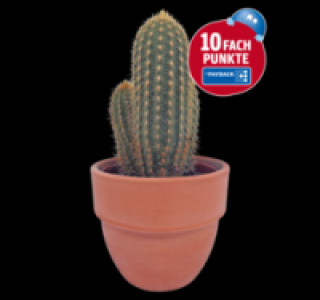 Kakteen 2.99&nbsp;&euro;