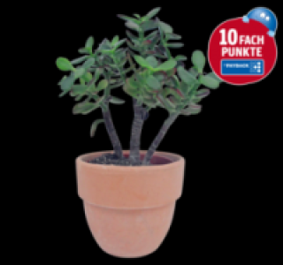 Sukkulenten 2.99&nbsp;&euro;