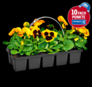 Stiefmütterchen 1.99 €