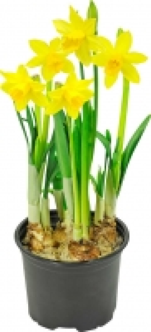 Narzissen 0.99&nbsp;&euro;