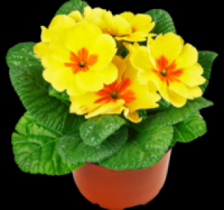 Primel 0.59&nbsp;&euro;