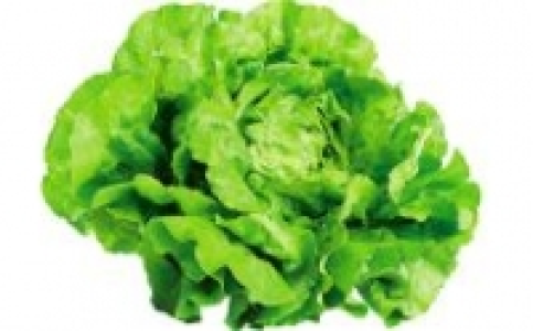 Kopfsalat 0.59&nbsp;&euro;