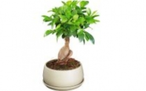 Bonsai 9.99 €