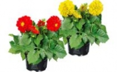 Dahlien 1.99 €