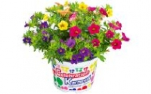 Petunien 2.49&nbsp;&euro;